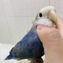 最新画像有ります⭐️目力でアピールしちゃう‼️パッチリおめめのコザクラインコバイオレット💙