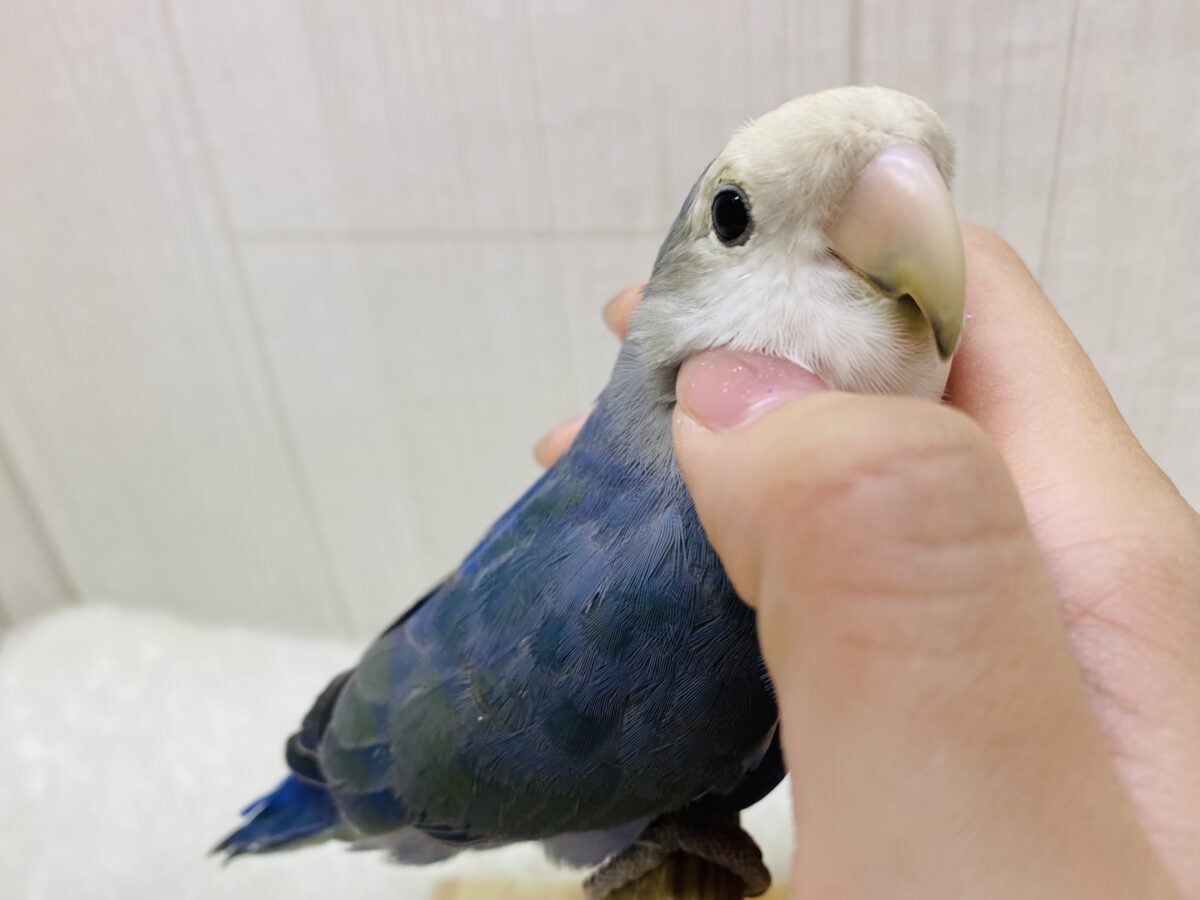 最新画像有ります⭐️目力でアピールしちゃう‼️パッチリおめめのコザクラインコバイオレット💙