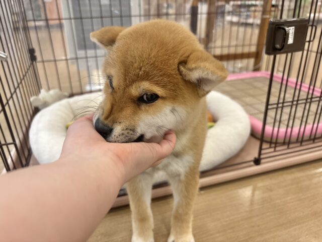 柴犬