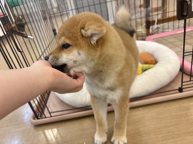 柴犬