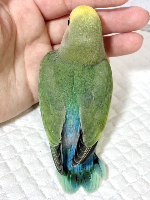 コザクラインコ（小桜インコ）