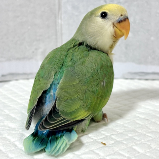 コザクラインコ（小桜インコ）