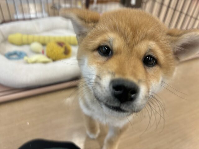 柴犬