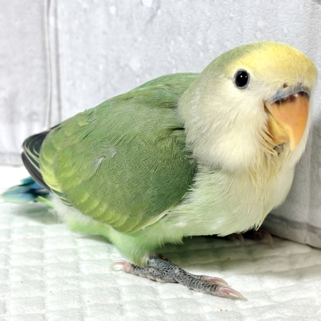 コザクラインコ（小桜インコ）