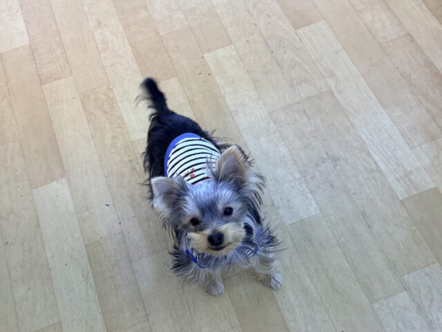 ヨークシャテリア