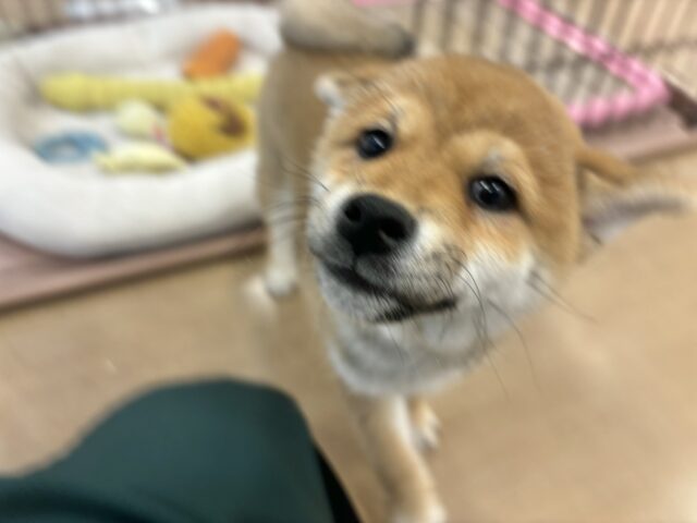 柴犬