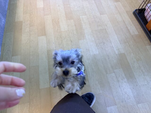 ヨークシャテリア