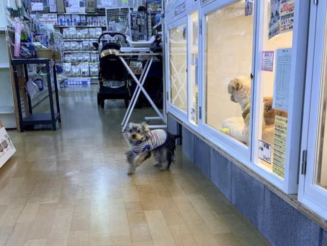 ヨークシャテリア