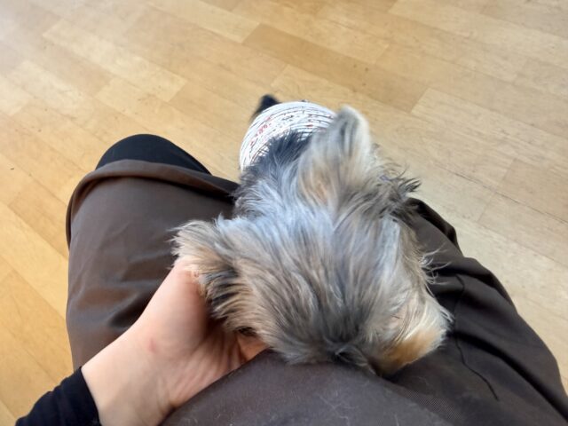 ヨークシャテリア