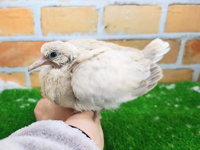 ジュズカケバト