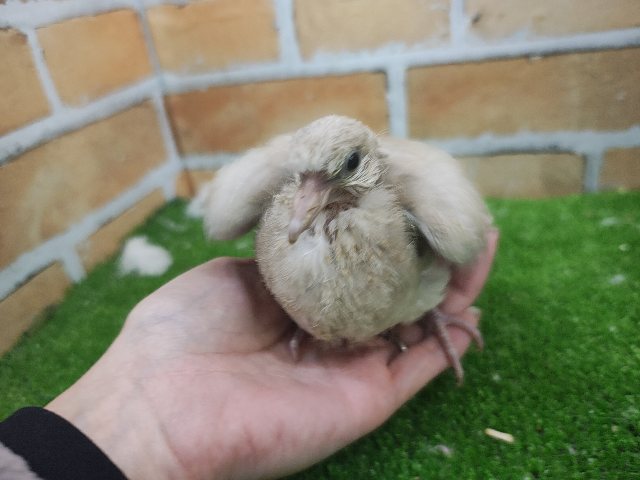 ジュズカケバト