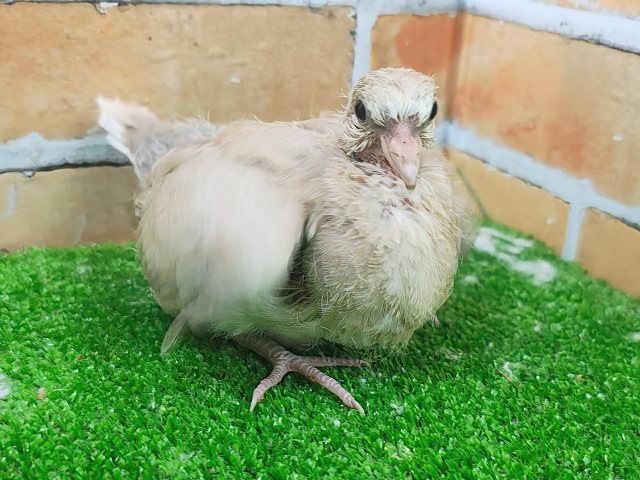 ジュズカケバト