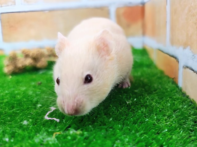 ゴールデンハムスター