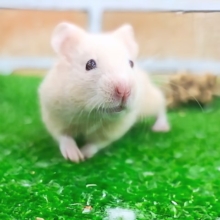 激レア✨美しいルビーアイのキンクマハムスターちゃん入荷しました❤️