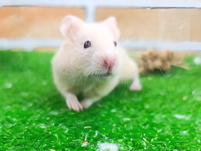 激レア✨美しいルビーアイのキンクマハムスターちゃん入荷しました❤️