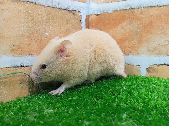 ゴールデンハムスター
