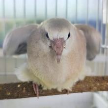 最新動画＆画像更新✨得意技は、わきわきダンス💃ジュズカケバトのヒナ入荷しました❤️