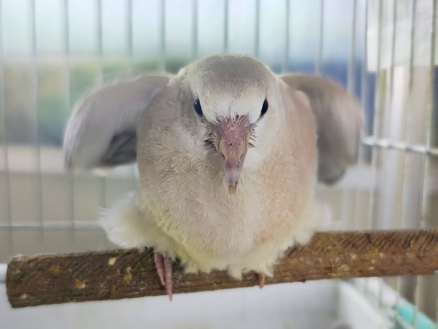 最新動画＆画像更新✨得意技は、わきわきダンス💃ジュズカケバトのヒナ入荷しました❤️