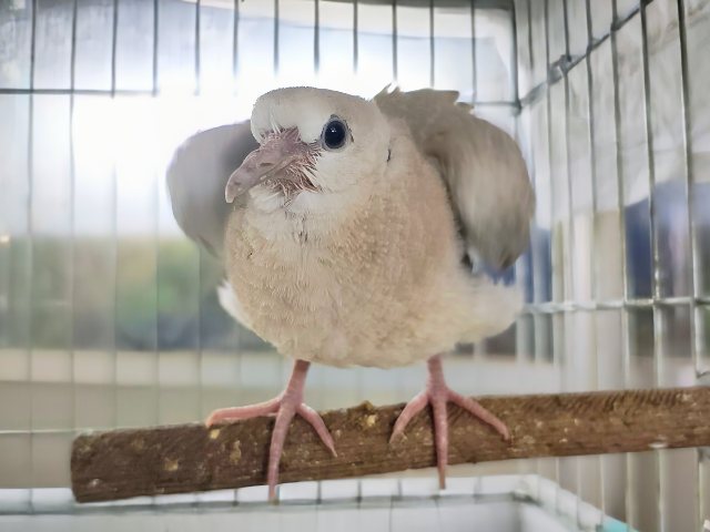 ジュズカケバト