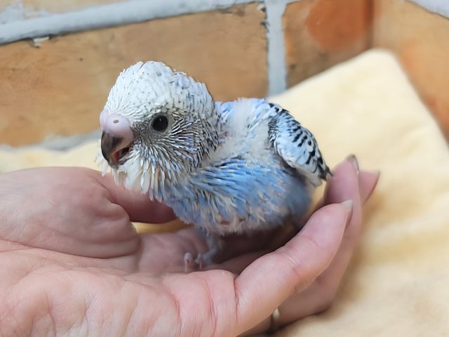 濃くて綺麗✨セキセイインコ(ブルーオパーリン)のヒナ入荷しました❤️ セキセイインコ