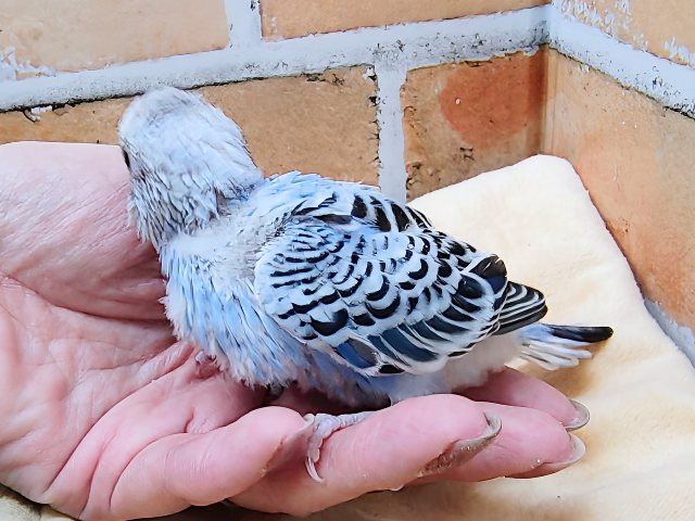 濃くて綺麗✨セキセイインコ(ブルーオパーリン)のヒナ入荷しました❤️ セキセイインコ