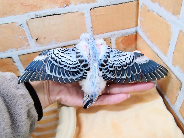 濃くて綺麗✨セキセイインコ(ブルーオパーリン)のヒナ入荷しました❤️ セキセイインコ