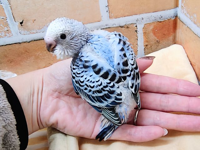濃くて綺麗✨セキセイインコ(ブルーオパーリン)のヒナ入荷しました❤️ セキセイインコ