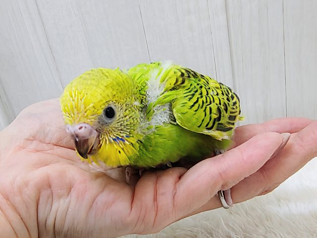 セキセイインコ