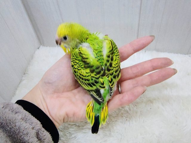 セキセイインコ