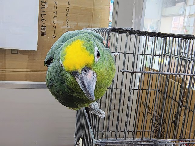 キビタイボウシインコ