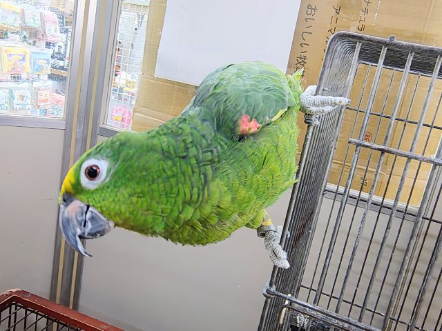 キビタイボウシインコ