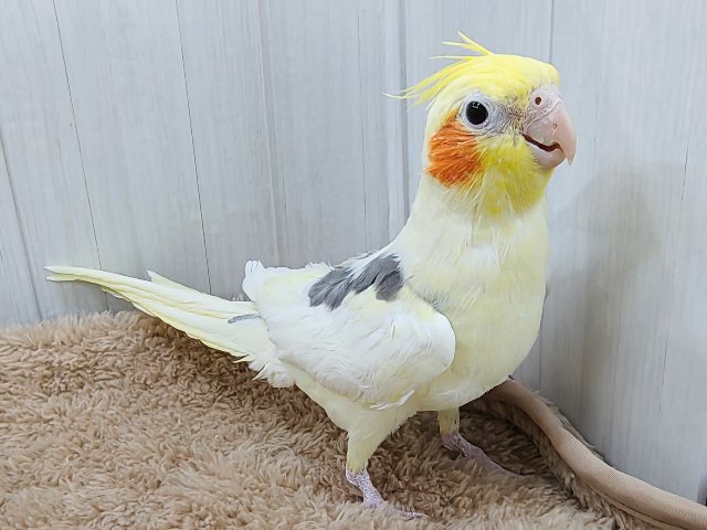 最新動画更新💓‪よく鳴いて、立派だよ〜✨オカメインコ(パイド)入荷しました❤️