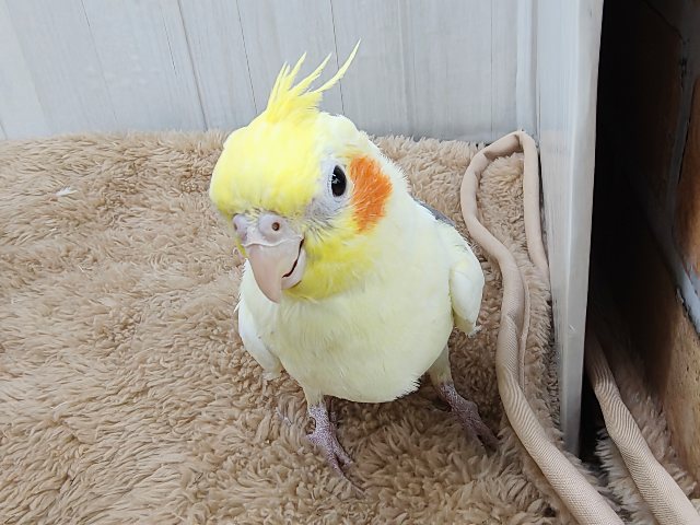 オカメインコ