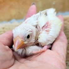 ご飯の催促がとっても上手🍚食いしん坊の白文鳥入荷しました❤️