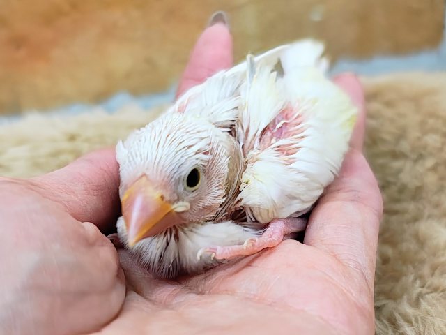 ご飯の催促がとっても上手🍚食いしん坊の白文鳥入荷しました❤️