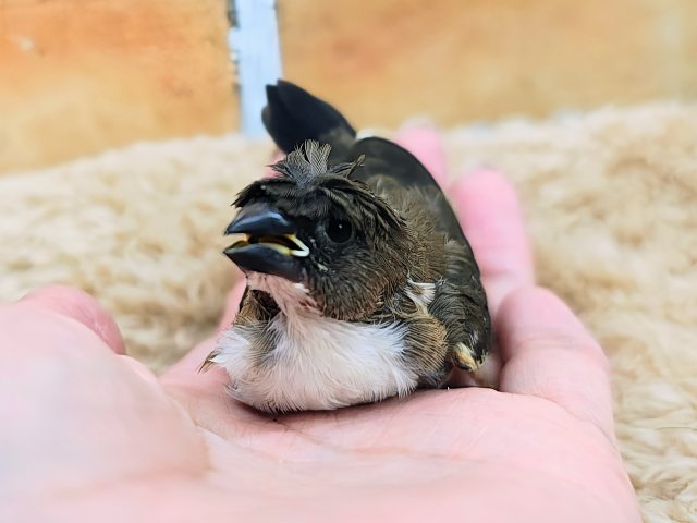 芸物ジュウシマツ