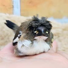 カッパちゃん(•Ӫ•)梵天十姉妹のヒナ入荷しました❤️