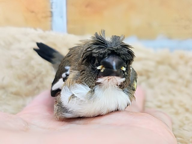 カッパちゃん(•Ӫ•)梵天十姉妹のヒナ入荷しました❤️