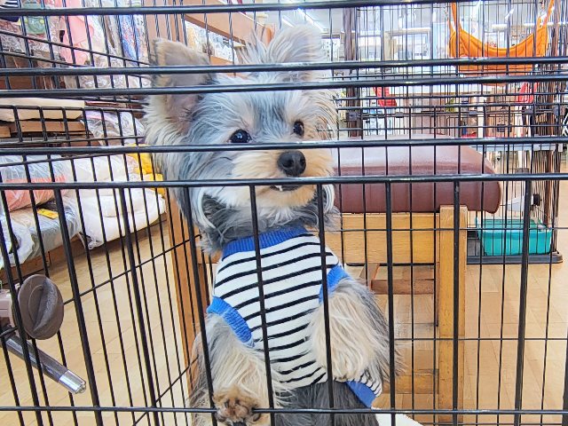 ヨークシャテリア