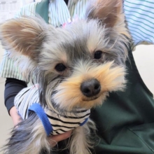 最新画像になります☆しずかに戦います🌟いつでも全力なヨークシャーテリアの男のコ🐾