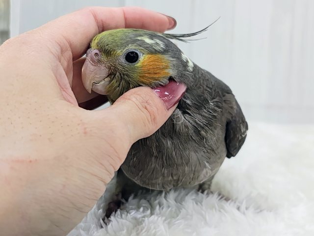 オカメインコ
