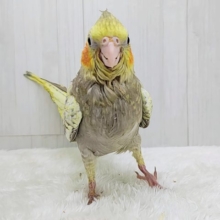 最新画像更新✨ｼﾞｬｰｼﾞｬｰ！元気いっぱい♡パールたっぷりなオカメインコ（シナモンパール）
