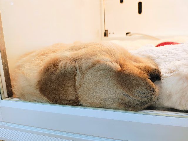 ゴールデンレトリバー