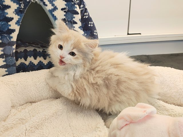 ごろにゃ〜ごろにゃ〜が止まらない︎🐱💕︎︎甘ったれサイベリアン君入荷しました❤️ サイベリアン