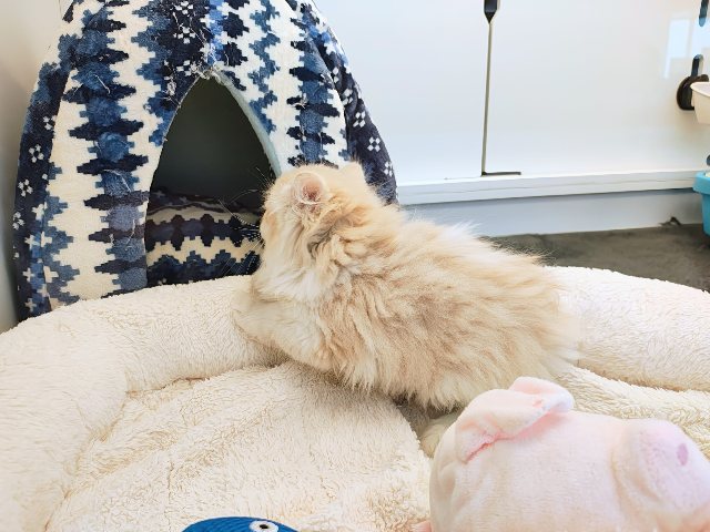 ごろにゃ〜ごろにゃ〜が止まらない︎🐱💕︎︎甘ったれサイベリアン君入荷しました❤️ サイベリアン