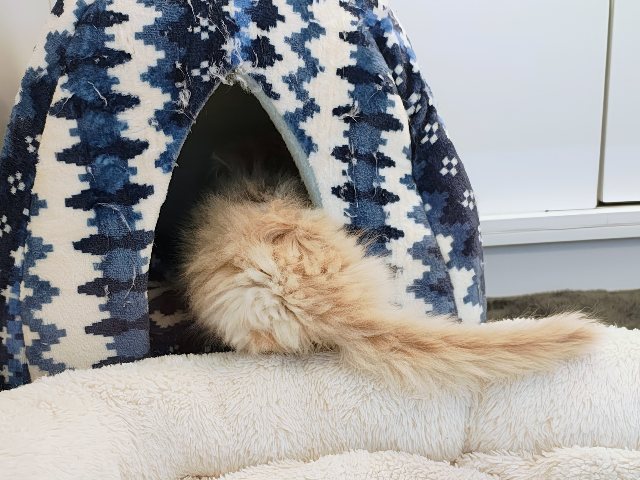 ごろにゃ〜ごろにゃ〜が止まらない︎🐱💕︎︎甘ったれサイベリアン君入荷しました❤️ サイベリアン