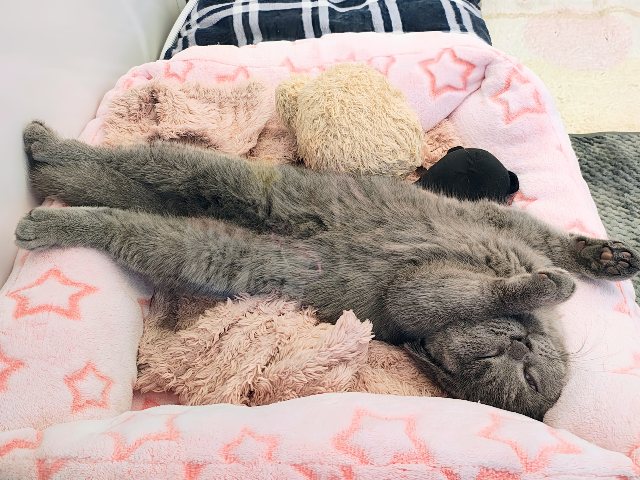 最新画像更新✨あたちの誘惑に勝てるかなぁ💓たくさん甘えちゃうのぉ〜❤️人大好きなブリティッシュショートヘアの女のコきました✨️ ブリティッシュショートヘア