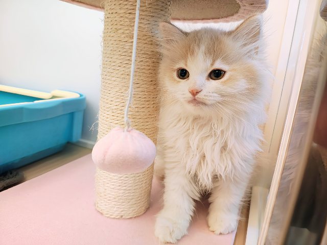 ごろにゃ〜ごろにゃ〜が止まらない︎🐱💕︎︎甘ったれサイベリアン君入荷しました❤️ サイベリアン