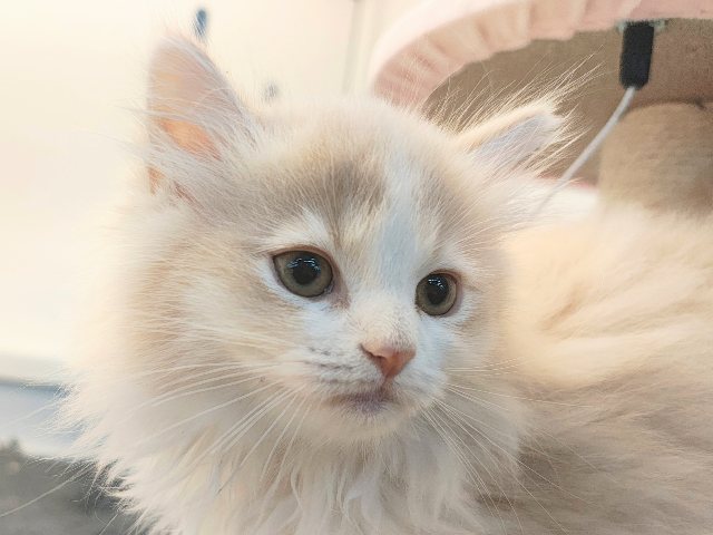 ごろにゃ〜ごろにゃ〜が止まらない︎🐱💕︎︎甘ったれサイベリアン君入荷しました❤️ サイベリアン