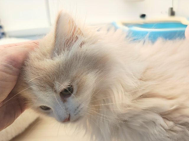 ごろにゃ〜ごろにゃ〜が止まらない︎🐱💕︎︎甘ったれサイベリアン君入荷しました❤️ サイベリアン